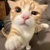 lmkplswowplscatjeje