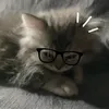 .fiibu