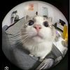 zval_2430