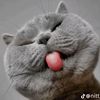 bmbnnntr_