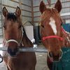 onecrazyhorselady