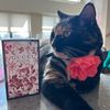 violetthesingingcat
