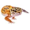 geckolover75