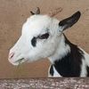 patitoooo.u