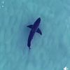 Dronesharkapp