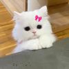 deandra_1218