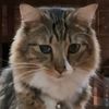 midfieldcatto