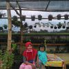 halanailaputri123