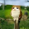 lghuysiuvippro