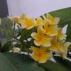 sikecil0617