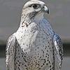 fahim_fahim48