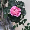 quynhhuong.11994