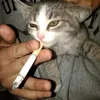 catmeow_ridoz