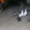 veysel72350