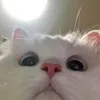 bngalyn_