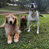 bigdog_family_