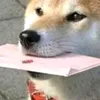 porcocazzofrank