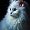 syed_zadi883