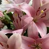 annalena_6478