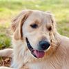sadiebeansthegolden