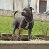 staffie437885