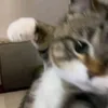 kiscat12