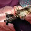 welcometocatlandia