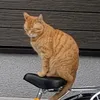 biki_sax