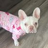 chloethefrenchie042325
