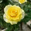 uservh4wzc3mmd