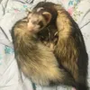 bigsandporridge
