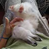 cremadechielo
