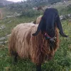 gorazgoraza