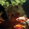 fifi_ii_