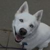 denalithehusky