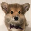 zeusdcorgi