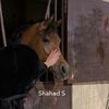 shahadd323