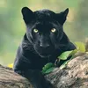 sandro_pethum
