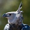legalharpyeagle