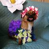 buckelperro