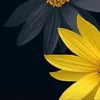 zzflowerszz