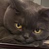 catmomm221