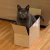 catcatcatcatcatcat123456