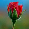 user242126341