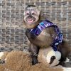 kinkajou_monkey