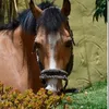 eva_equestrian3