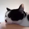 kidai_meki