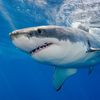 shark__.77