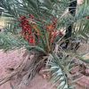 alibarakat853