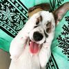 jackrusselllov